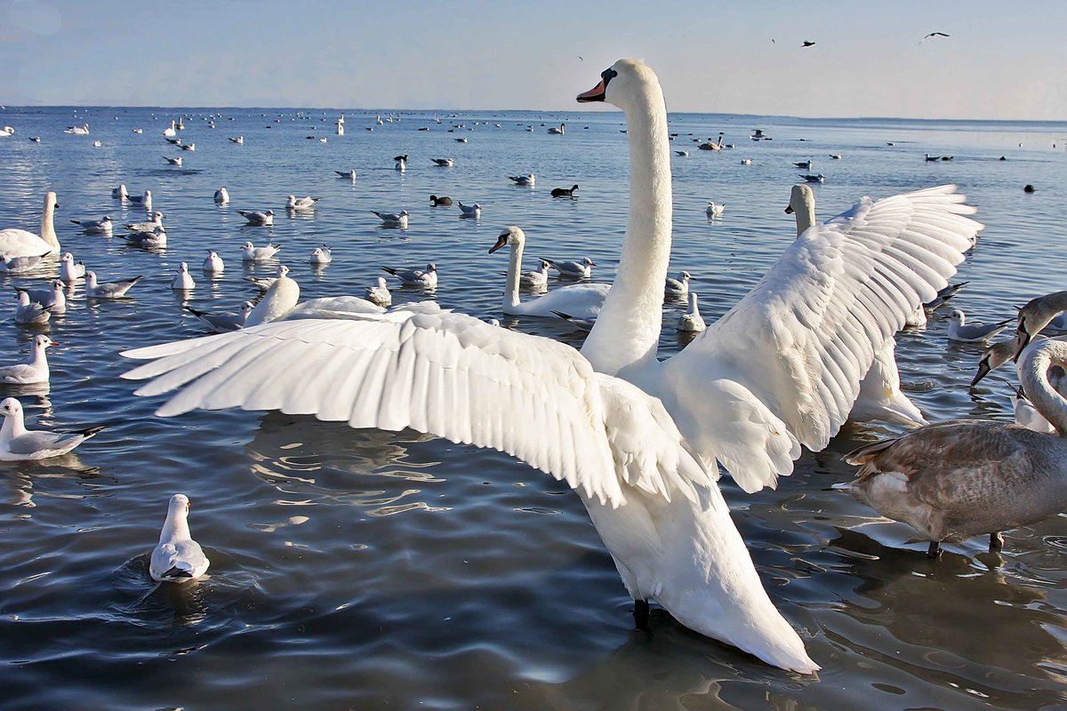 Слушать белый лебедь волгоградская. Много лебедей. Стая лебедей. Много лебедей на озере. Стая лебедей на озере.